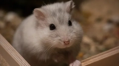 Že nemůžete jíst křeček, seznam produktů